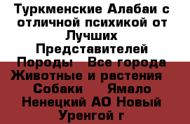 Туркменские Алабаи с отличной психикой от Лучших Представителей Породы - Все города Животные и растения » Собаки   . Ямало-Ненецкий АО,Новый Уренгой г.